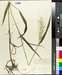 Elymus hystrix image