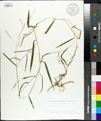 Leersia virginica image