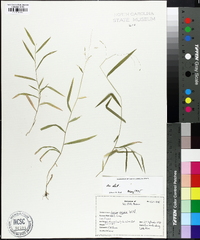 Leersia virginica image