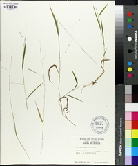 Leersia virginica image