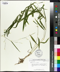 Leersia virginica image