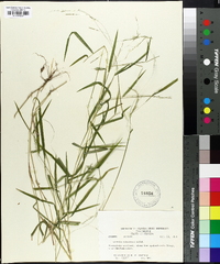 Leersia virginica image