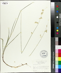 Melica mutica image
