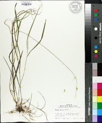 Melica mutica image