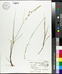 Melica mutica image