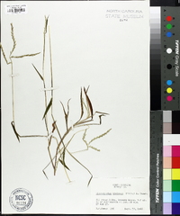 Microstegium vimineum image