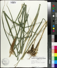 Miscanthus sinensis image