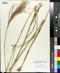 Miscanthus sinensis image