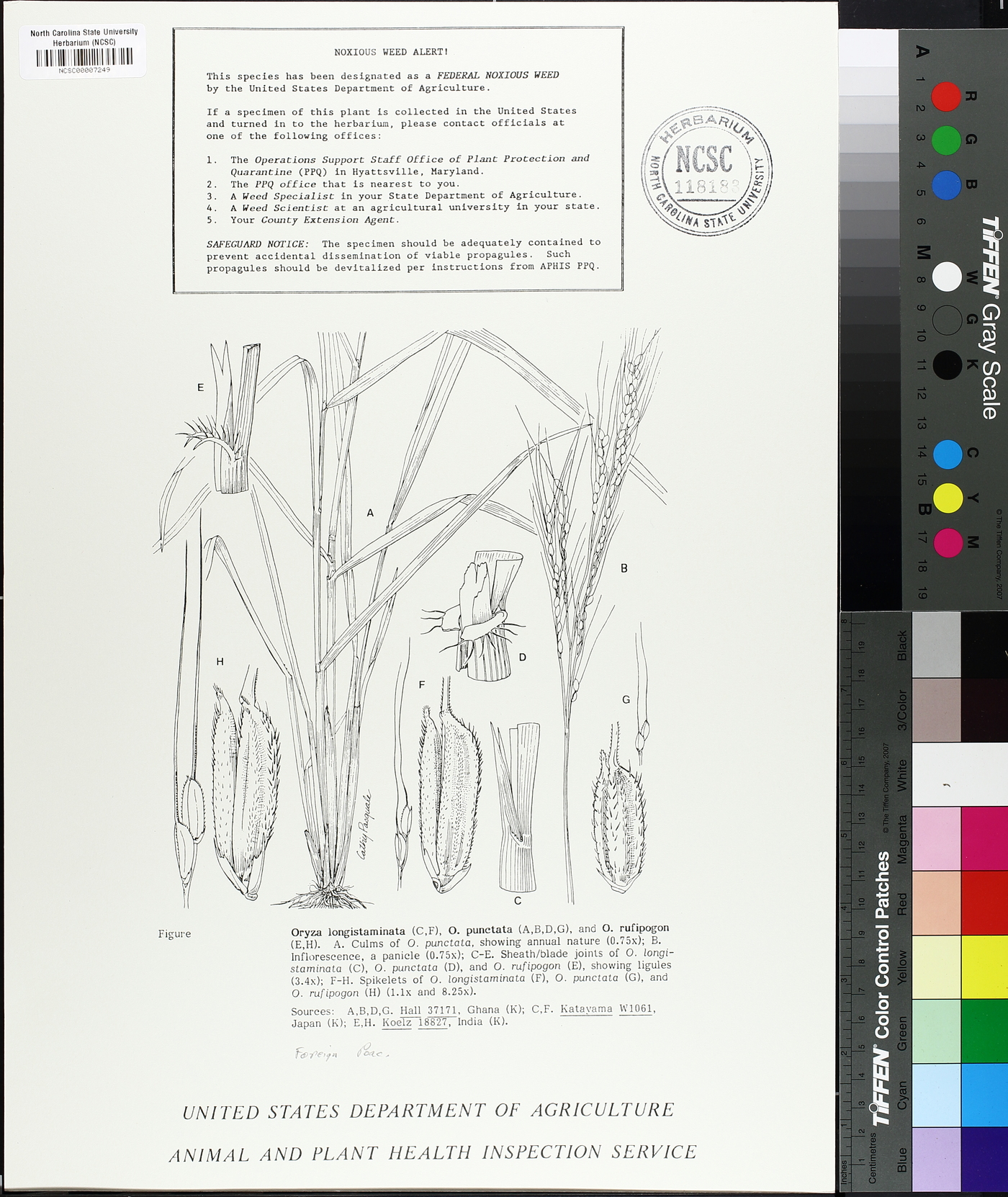 Oryza longistaminata image