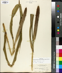 Pennisetum glaucum image