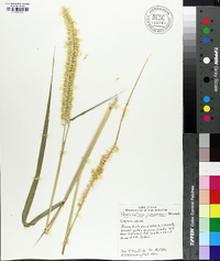 Pennisetum purpureum image