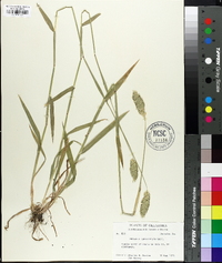 Phalaris caroliniana image