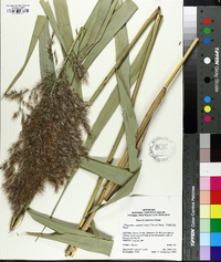 Phragmites australis image