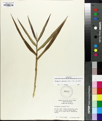 Phragmites australis image