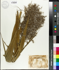 Phragmites karka image