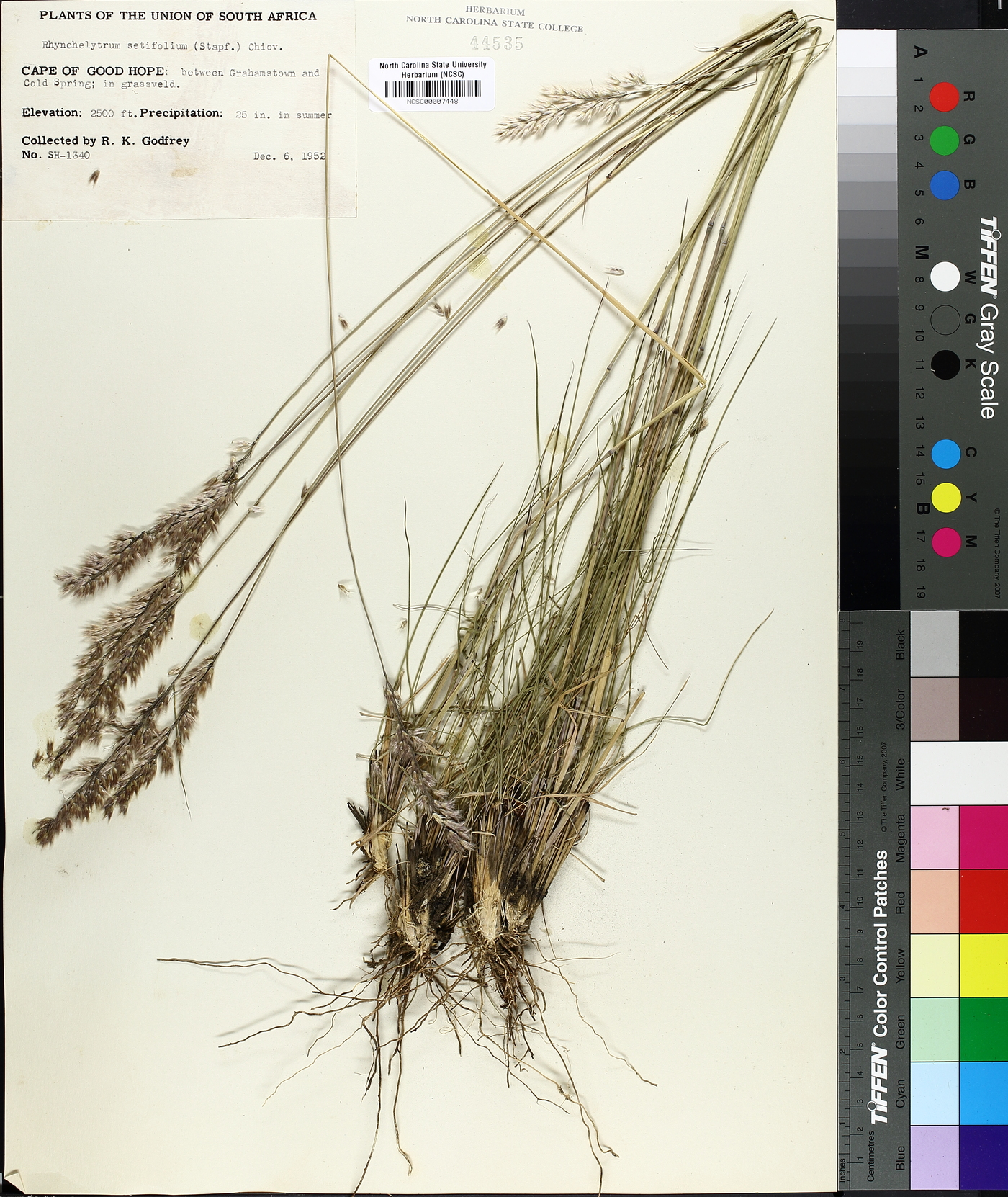 Rhynchelytrum setifolium image