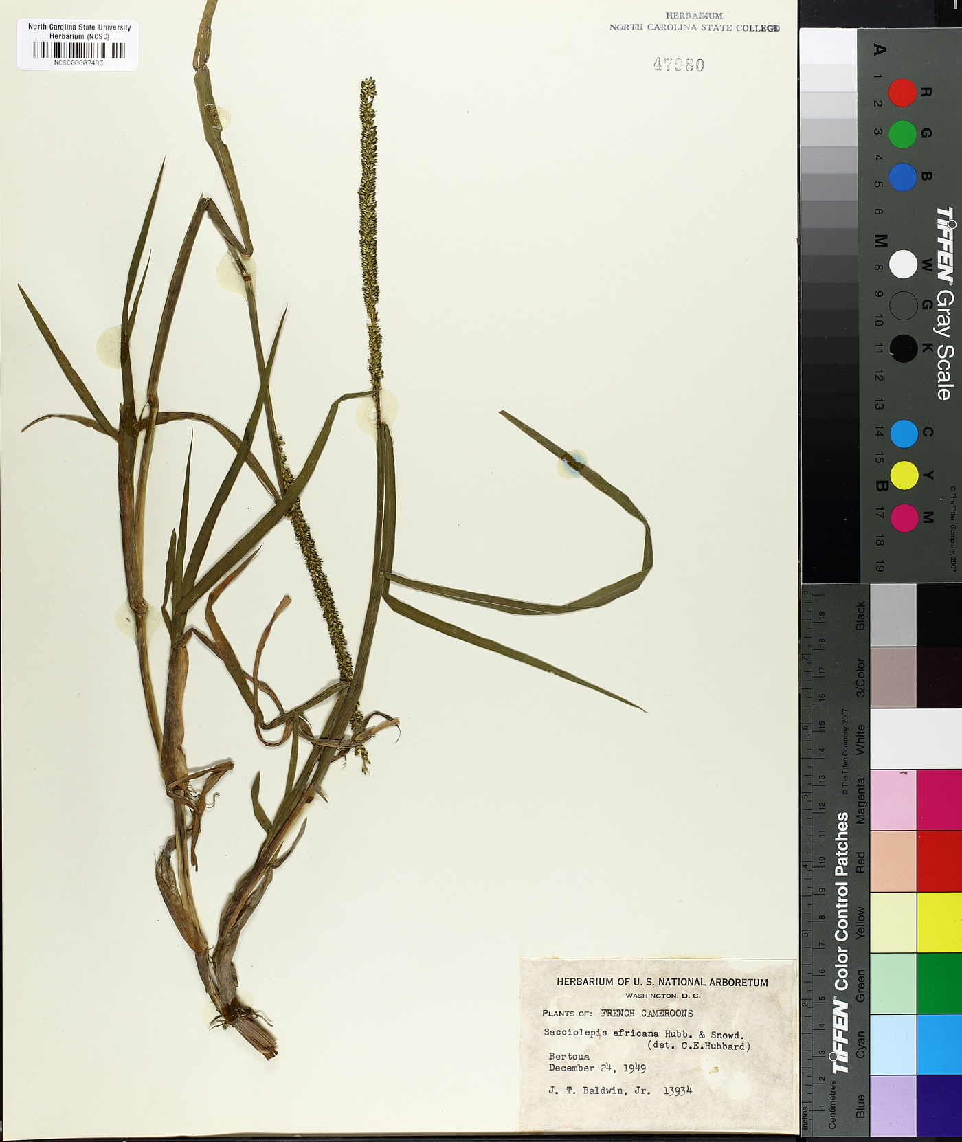 Sacciolepis africana image