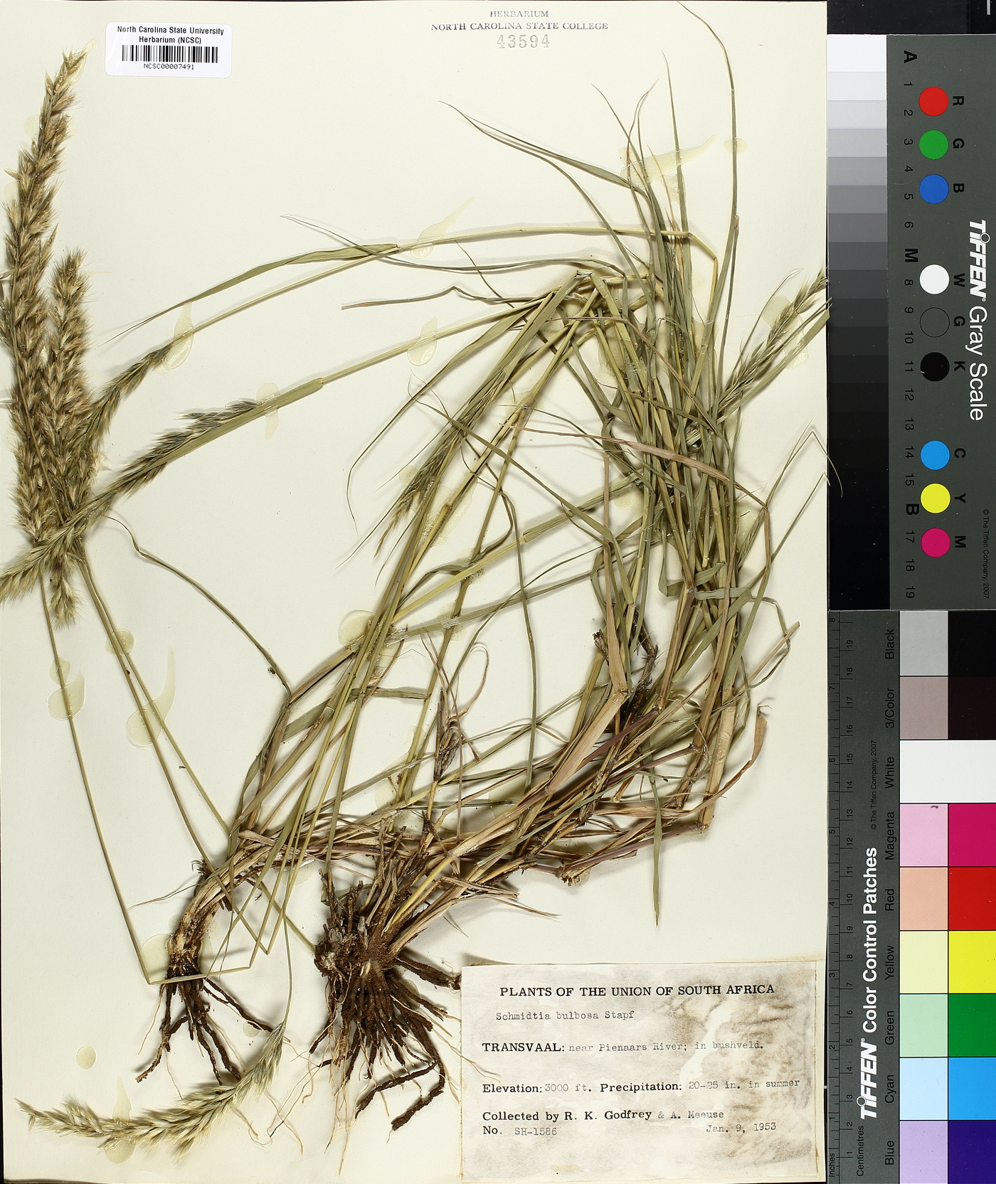 Schmidtia bulbosa image
