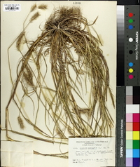 Setaria corrugata image