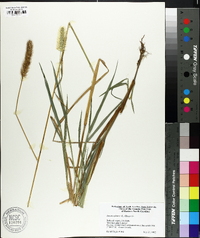 Pennisetum glaucum image