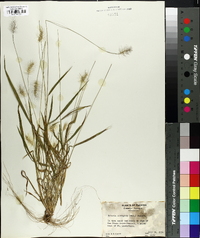 Setaria corrugata image