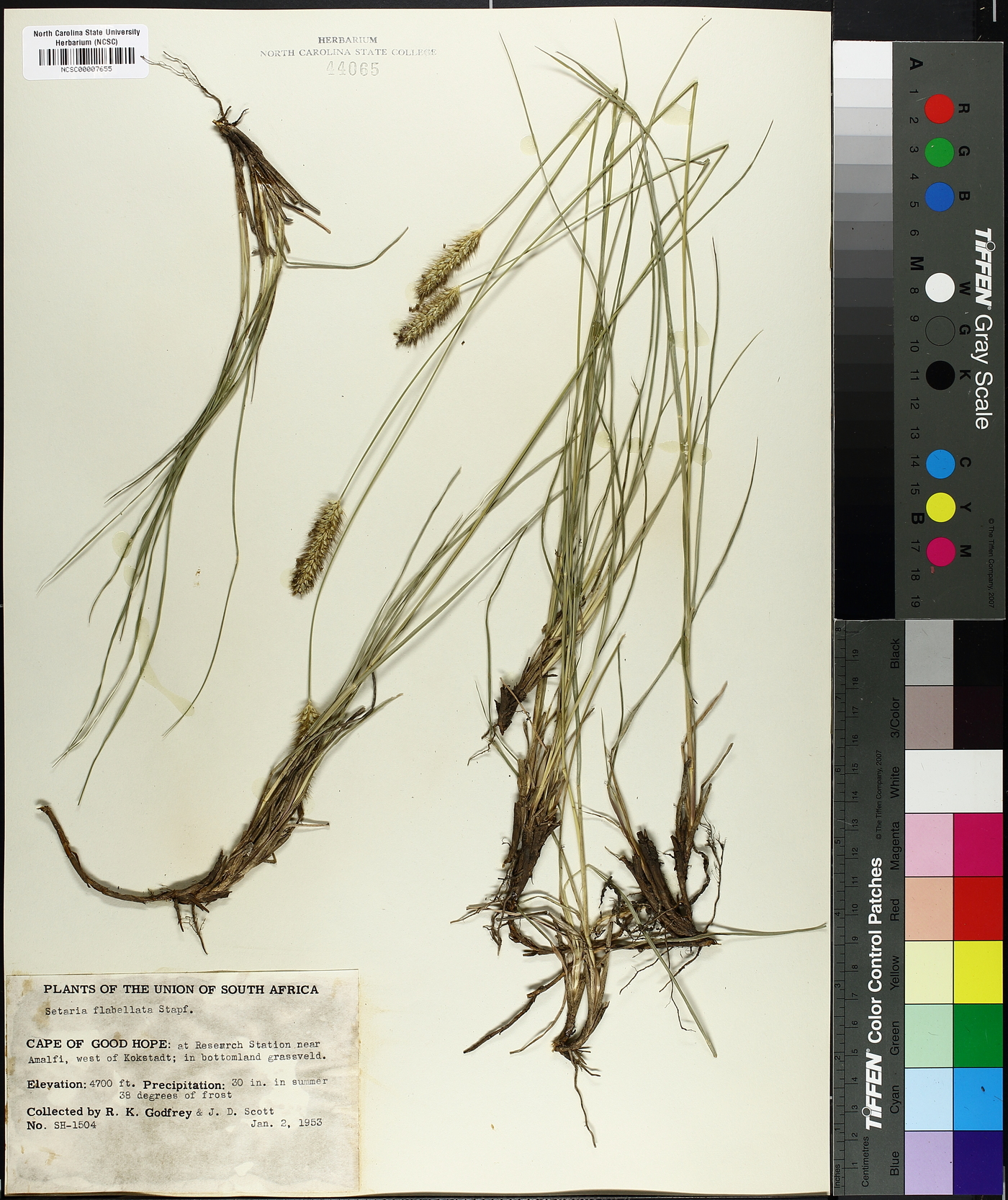 Setaria flabellata image