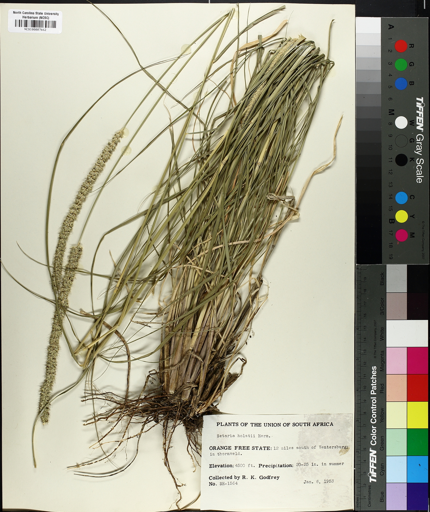 Setaria holstii image