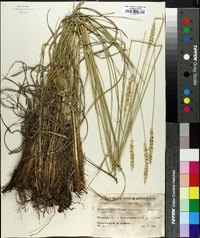 Setaria nigrirostris image