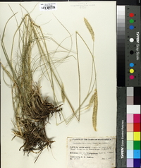 Setaria sphacelata image