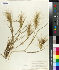 Elymus elymoides subsp. elymoides image