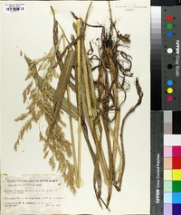 Sorghum verticilliflorum image