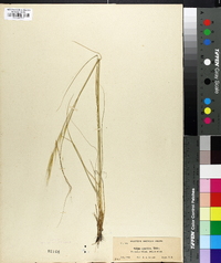 Hesperostipa spartea image