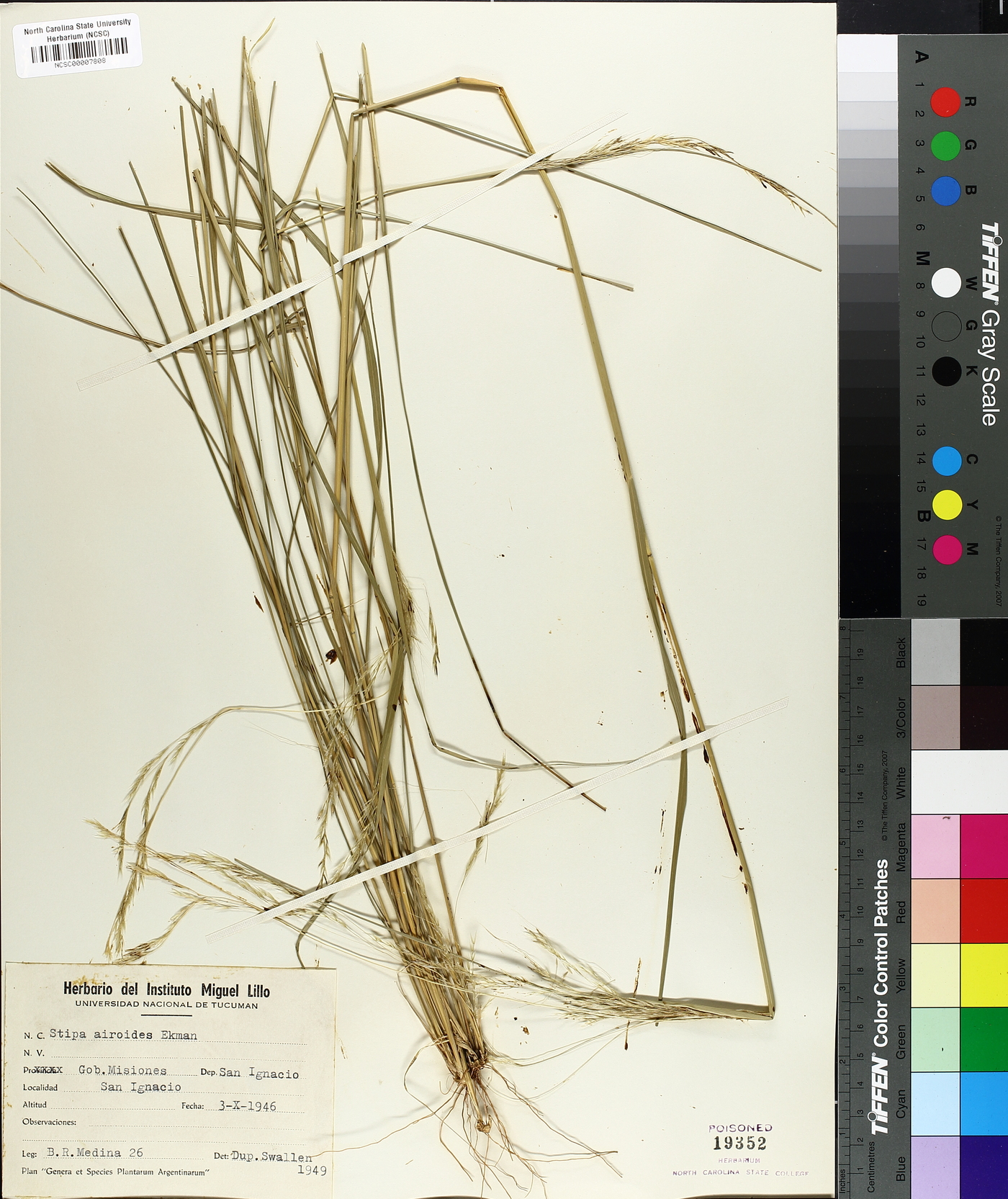 Stipa airoides image