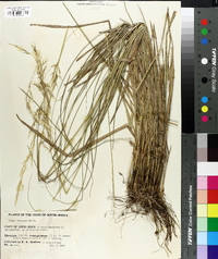 Image of Stipa dregeana