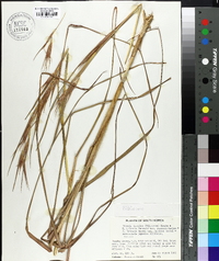 Themeda japonica image