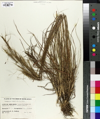 Trachypogon spicatus image