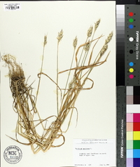 Triticum aestivum image