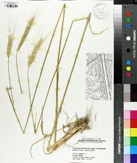 Triticum aestivum image