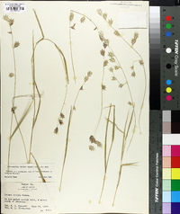 Uniola nitida image
