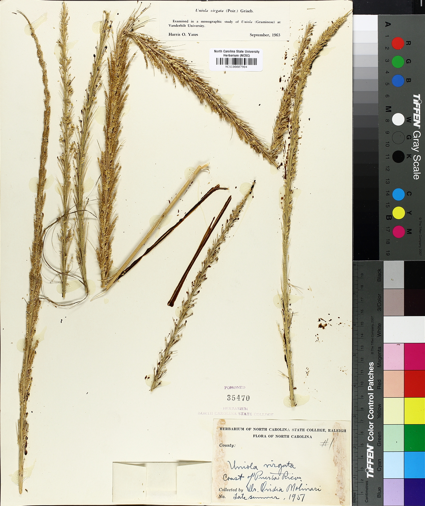 Uniola virgata image