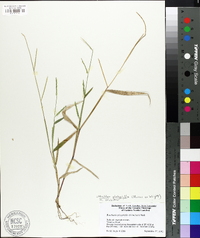 Urochloa platyphylla image