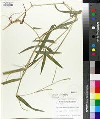 Urochloa platyphylla image