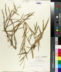 Urochloa platyphylla image