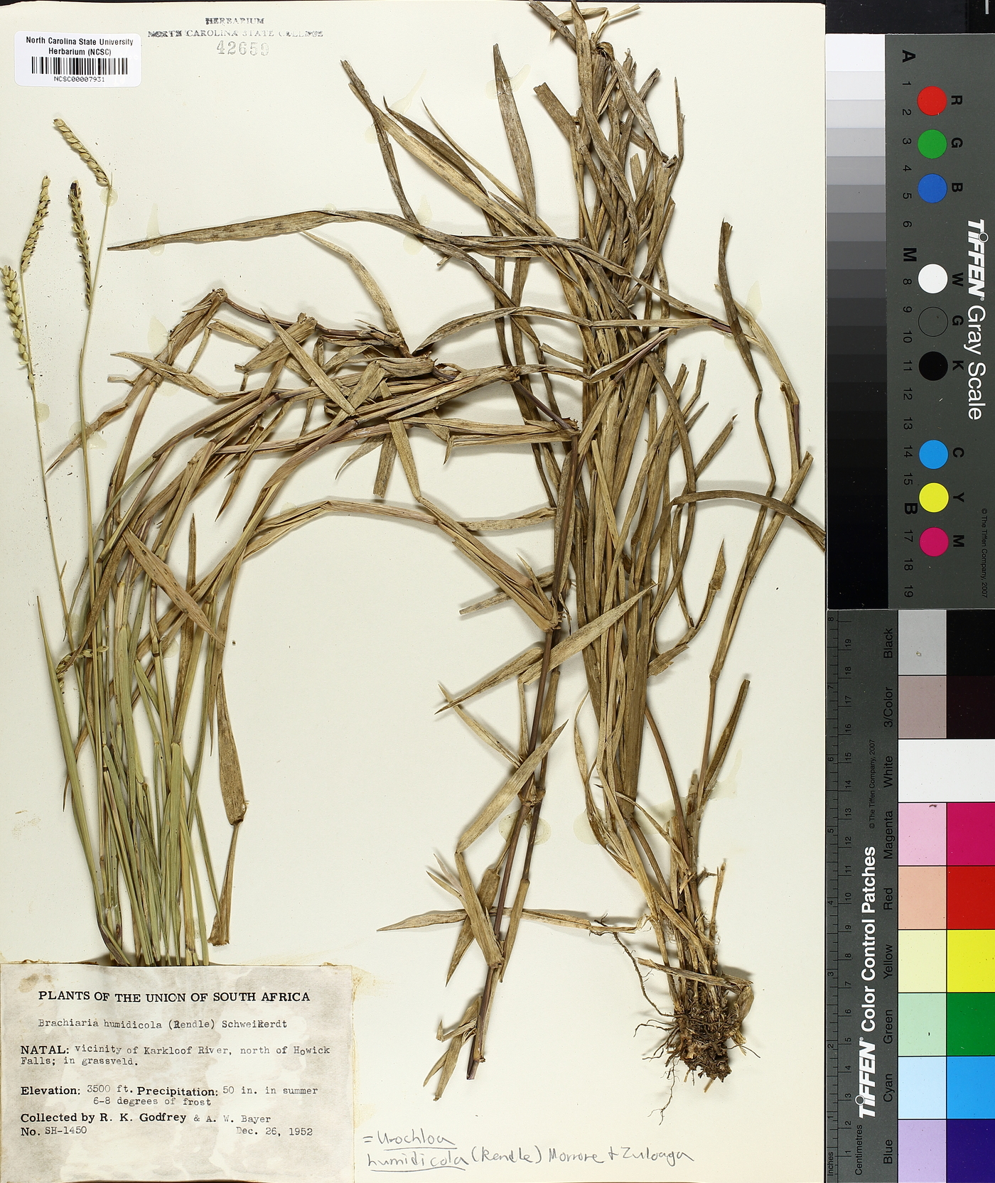 Urochloa humidicola image
