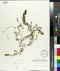 Ceratophyllum demersum image