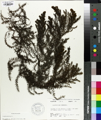 Ceratophyllum demersum image