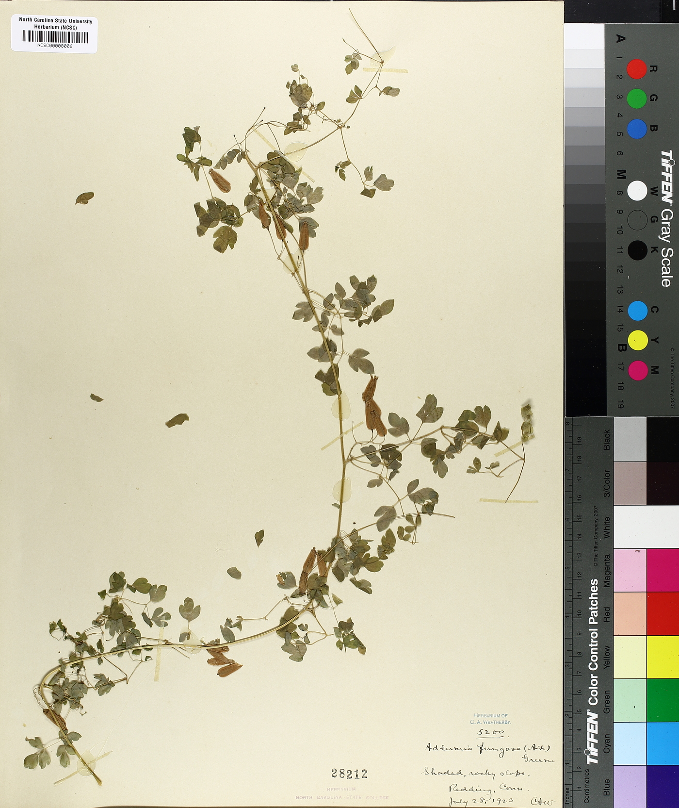 Adlumia fungosa image