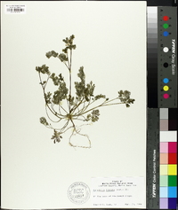 Corydalis flavula image