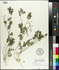 Corydalis flavula image