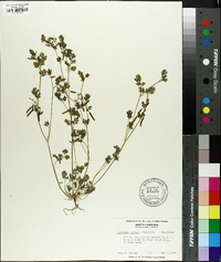 Corydalis flavula image